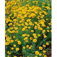 Pflanzen Für Dich Anthemis tinctoria Kelwayi Färberkamille, ca. 9x9