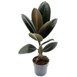 EXOTENHERZ Gummibaum Ficus Elastica Abidjan 11cm Topf