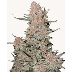 Ztrawberriez Auto | Autoflowering Hanfsamen von Fast Buds | 3 Hanfsamen