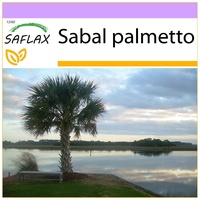 SAFLAX - Palmettopalme - 8 Samen -