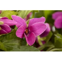 Pflanzen Für Dich Viola odorata 'Red Charm' ca. 9x9