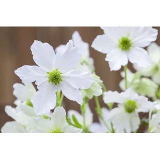 PlantaPro Clematis Hybride 'Early Sensation' 2L 60- 100