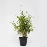 Plant in a Box - Bambus - Fargesia nitida 'Red Dragon' - Höhe 50-70cm - Topf 17cm