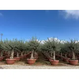 sunny-tree Sunny Tree - Olea Europea Winterharte Olivenbaum 180 cm im decotopf 45 Jahre alter Olivenbaum - Fruchttragend - immergrün - Winterhart bis -18