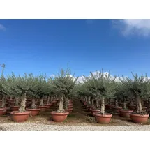 sunny-tree Sunny Tree - Olea Europea Winterharte Olivenbaum 180 cm im decotopf 45 Jahre alter Olivenbaum - Fruchttragend - immergrün - Winterhart bis -18