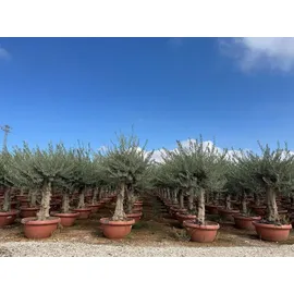 sunny-tree Sunny Tree - Olea Europea Winterharte Olivenbaum 180 cm im decotopf 45 Jahre alter Olivenbaum - Fruchttragend - immergrün - Winterhart bis -18