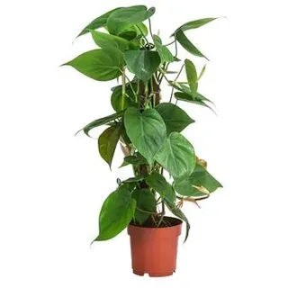 Baumfreund - Philodendron scandens am Kratistestab, Grün