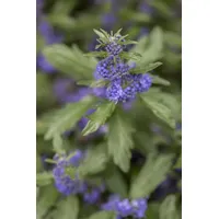 Pflanzen Für Dich Caryopteris clandonensis 'Blauer Spatz', Bartblume, blau,