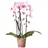 Kolibri Orchideen Rosa Phalaenopsis Orchidee Niagara Fall Topfgröße 12cm