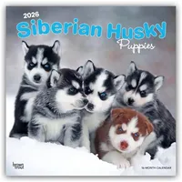 BrownTrout / Flechsig Siberian Husky Puppies - Siberian Husky
