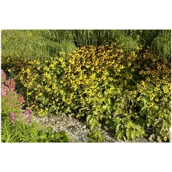 Rudbeckia triloba, Dreilappiger Sonnenhut, gelb, ca. 9x9 cm Topf