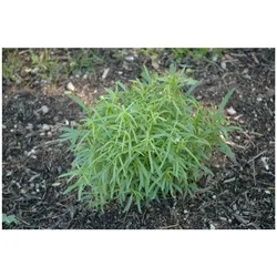 Artemisia dracunculus, Estragon, aromatisch, ca. 9x9 cm Topf