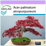 SAFLAX - Bonsai - Roter Fächerahorn - 20 Samen - Acer palmatum