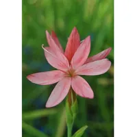 Pflanzen Für Dich Schizostylis coccinea, Kaffernlilie ca. 9x9 cm