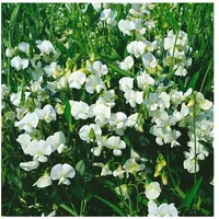 Pflanzen Für Dich Lathyrus latifolius, Staudenwicke, weiß, ca. 9x9