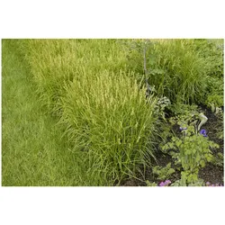 Carex muskingumensis, Palmwedel-Segge, ca. 9x9 cm Topf