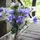 2474U Kunstblumenstrauß Blau Lila Weiß, Künstliches Blumen-Bouquet 60 cm Eva - Blau/Lila/Weiß/Grün