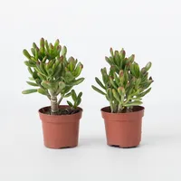 Plant in a Box - Pfennigbaum - 2er Set