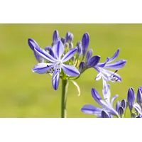 Pflanzen Für Dich Agapanthus 'Jacaranda', Schmucklilie, blau, 2-3 Liter