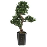 Europalms Bonsai Podocarpus, 80cm