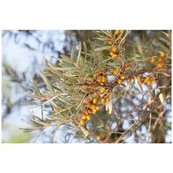 Hippophae rhamnoides 'Hergo', Sanddorn, 40–60 cm, vitaminreich