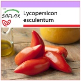 Saflax - Tomate - Cornue des Andes - 10 Samen - Lycopersicon esculentum