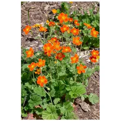 Geum coccineum 'Werner Arends', Nelkenwurz, orange, ca. 9x9 cm Topf