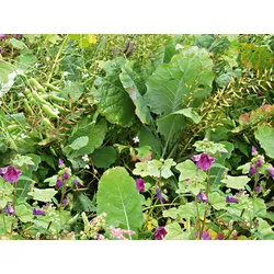 Wildackermischung für schwere Böden