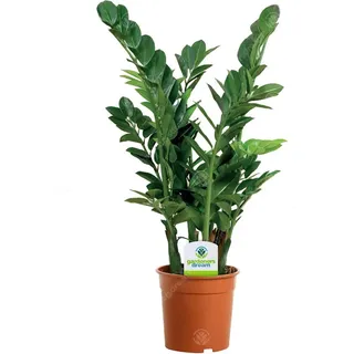 13cm Zamioculca Zamiifolia - 1 Pflanze - Haus/Büro Leben Innenbereich Topf Pflanze Baum