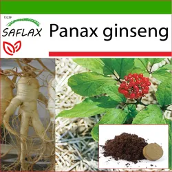 SAFLAX - Koreanischer Ginseng - 10 Samen - Mit Topfsubstrat für eine bessere Kultivierung - Panax Ginseng