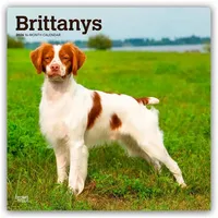 BrownTrout / Flechsig Brittanys - Bretonischer Vorstehhund 2026 -