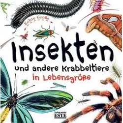 Insekten und andere Krabbeltiere in Lebensgröße