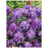 Pflanzen Für Dich Rhododendron russatum 'Gletschernacht', violettblau, 20–25 cm