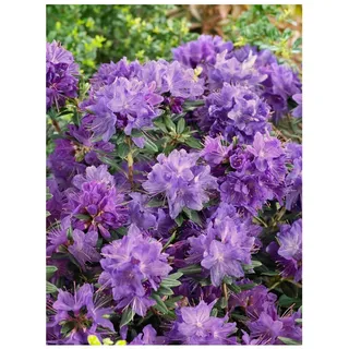Pflanzen Für Dich Rhododendron russatum 'Gletschernacht', violettblau, 20–25 cm