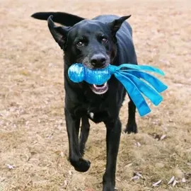 Kong Wubba Comet groß mehrfarbig