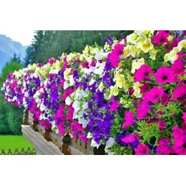 plantpol zaborze Flüssigdünger für Petunien und Surfinien 400 g