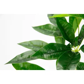 i.ge.a Kunstpflanze Schefflera im Wasserhyazinthentopf, ca. H48 cm, Grün