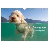 Calvendo Lagotto Romagnolo - Wasserspiele (Wandkalender 2026 DIN A4