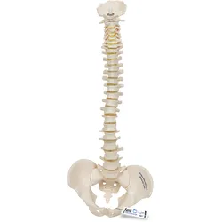 Mini Anatomie Modell Menschliche Wirbelsäule, beweglich und mit Becken, ohne Sta...