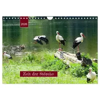 Calvendo Zeit der Störche (Wandkalender 2026 DIN A4 quer),