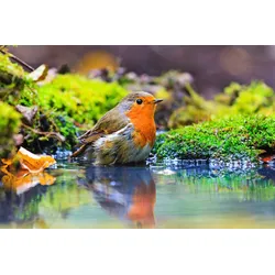 Fototapete PAPERMOON "Vogel im Wasser", bunt, B:4,00m L:2,60m, Vlies, Tapeten