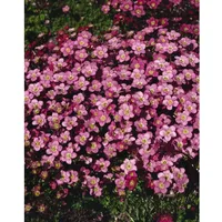 Pflanzen Für Dich Saxifraga x arendsii 'Ingeborg', Moos-Steinbrech, rosa,