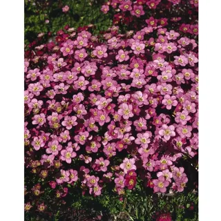 Pflanzen Für Dich Saxifraga x arendsii 'Ingeborg' Moos-Steinbrech, ca. 9x9 cm Topf