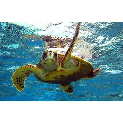 Fototapete PAPERMOON "Schildkröte im Wasser", bunt, B:3,50m L:2,60m, Vlies, Tapeten