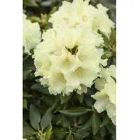 Pflanzen Für Dich Rhododendron Hybr. Goldkrone gelb, 30–40 cm