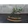 KAWOLA Schaukelsessel Stella Polyester 62 x 73 x 75 cm Mehrfarbig mit Rollen