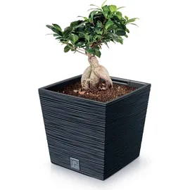 Prosperplast Furu Square 29,5 x 29,5 x 29 cm Anthrazit