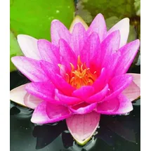 BALDUR Garten 1x Seerose (Nymphaea) 'Pink', Knolle in Größe I, monatelang traumhaft schöne Blüten, begehrte Wasserpflanze, winterhart, mehrjährig & pflegeleicht, leuchtender Blickfang im Teich