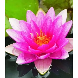 BALDUR Garten 1x Seerose (Nymphaea) 'Pink', Knolle in Größe I, monatelang traumhaft schöne Blüten, begehrte Wasserpflanze, winterhart, mehrjährig & pflegeleicht, leuchtender Blickfang im Teich