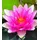 BALDUR Garten 1x Seerose (Nymphaea) 'Pink', Knolle in Größe I, monatelang traumhaft schöne Blüten, begehrte Wasserpflanze, winterhart, mehrjährig & pflegeleicht, leuchtender Blickfang im Teich